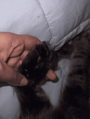 Review by Rose Tello