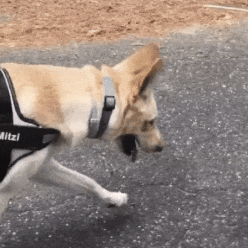 🌟 The Only Harness