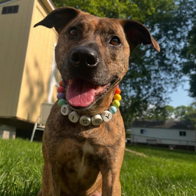 Beaded Dog Collar + Free Matching Bracelet