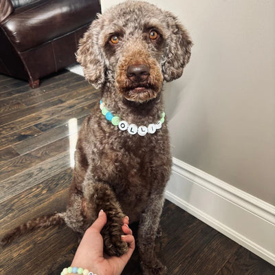 Beaded Dog Collar + Free Matching Bracelet
