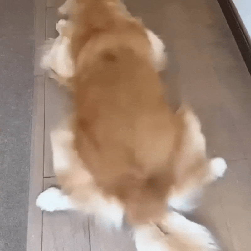 🐾 Treat Your Dog to